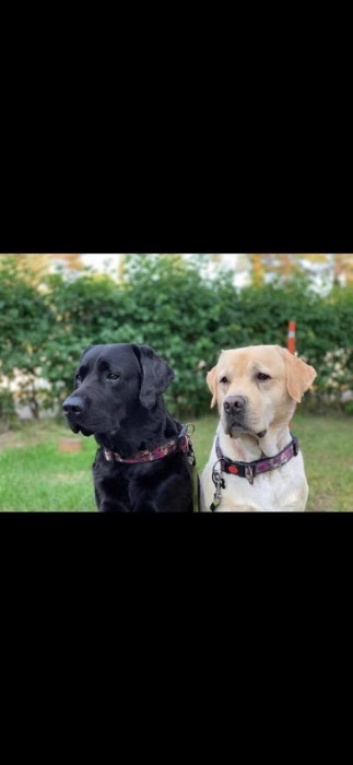 labrador