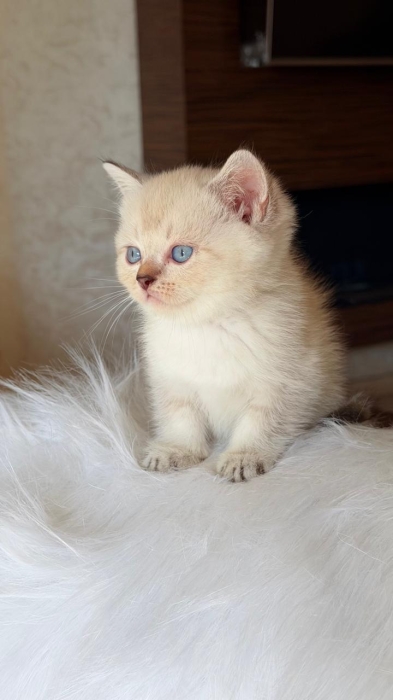 Chatons scottish straight et fold