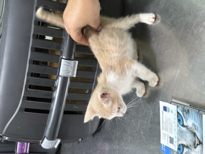 Adoption
