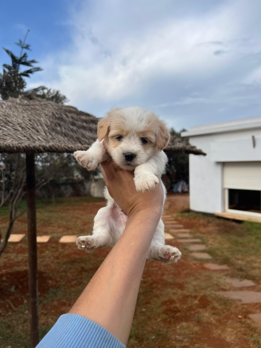 Bichon Havanais 🎊