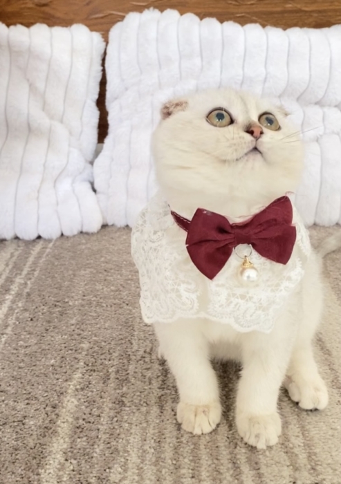 Chatons Scottish Fold silver mâle