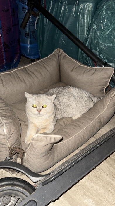 Chat british shorthair