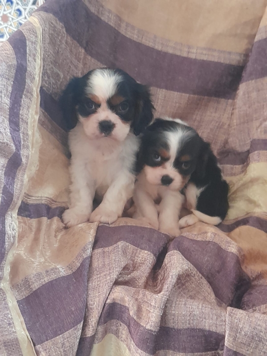 Cavalier king charle