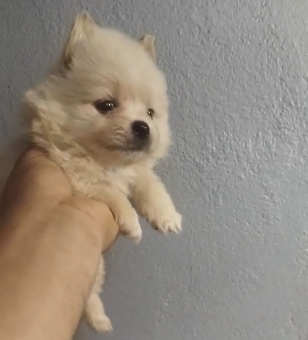 Spitz nain