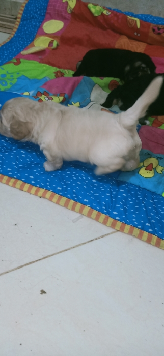 Bichon maltais havanes
