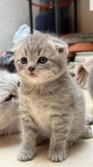 Scottish fold & british