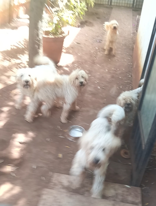 Caniche géant