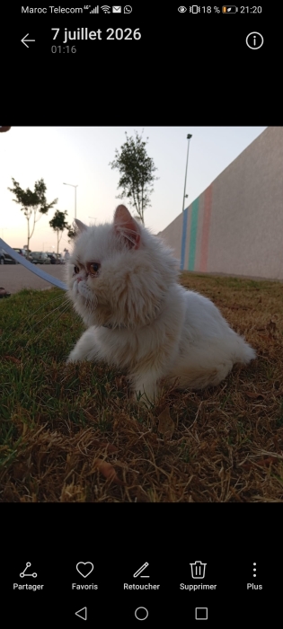 Chat persan