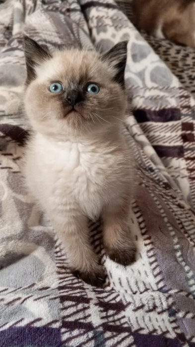 Himalayan persian et snowshoe