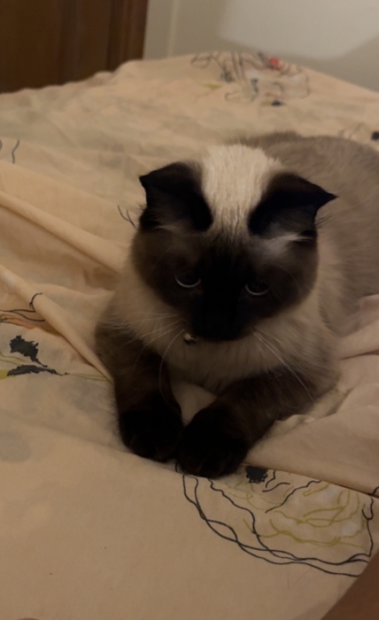 Chat siamois très affectueux à adopter