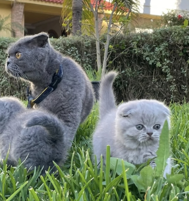 Scottish fold