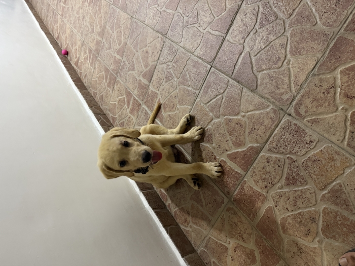 Labrador