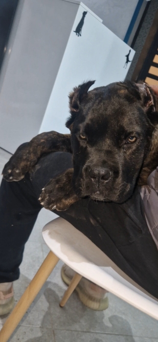 Cane corso