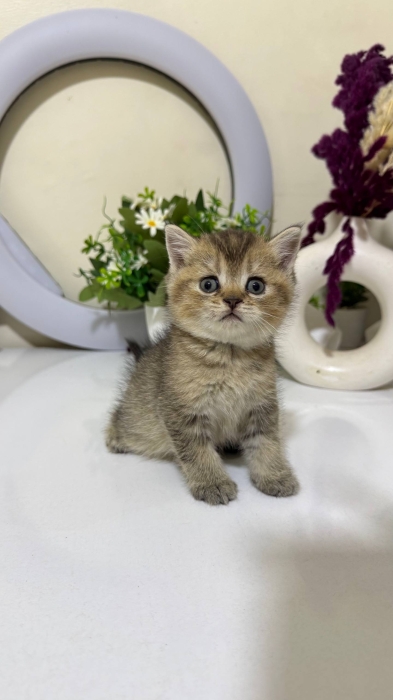 Scottish fold & british shorthair