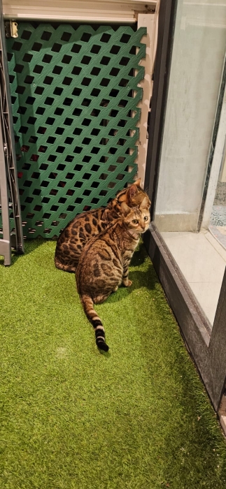 🐱 Chats Bengal  🐱