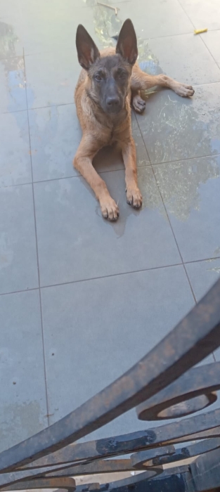 Malinois