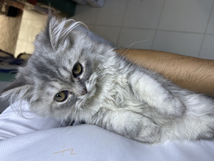 Persian
