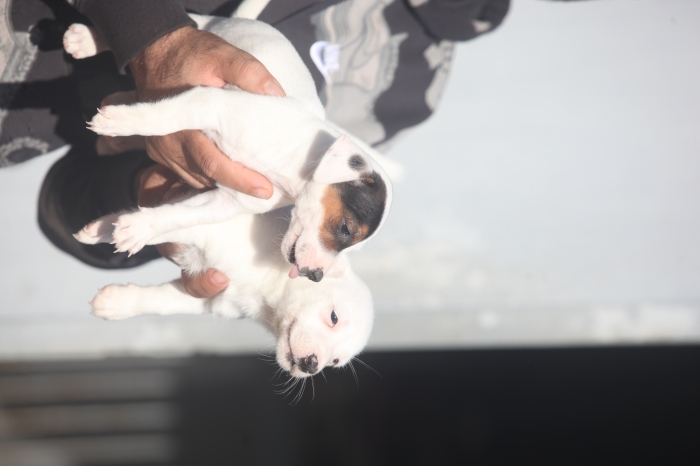 magnifiques chiots jack russel