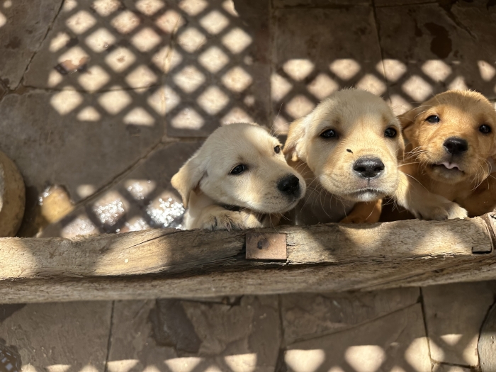 Labrador race pure