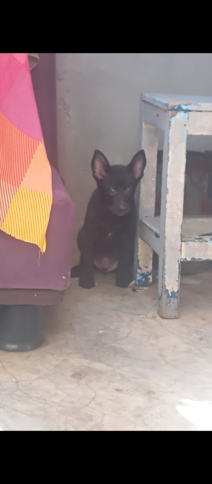 Chiots malinois charboni race pure