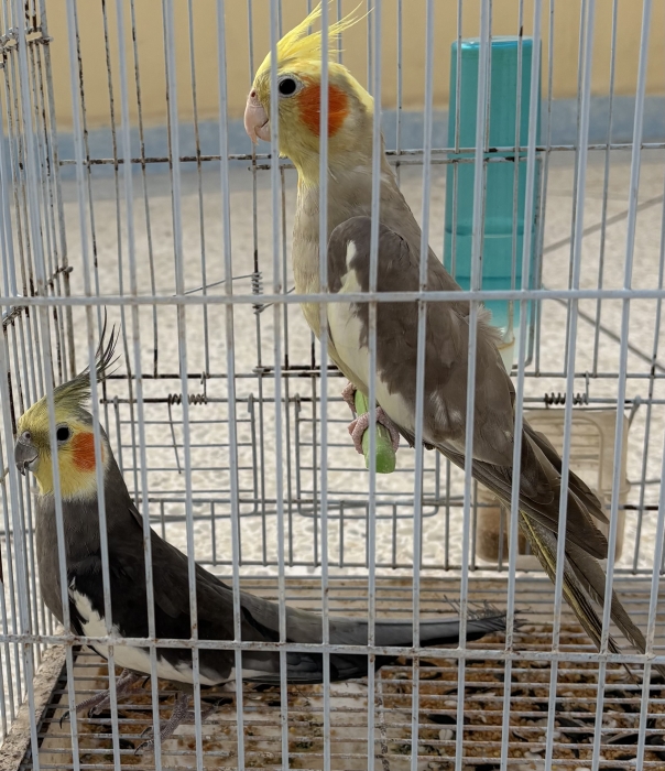 2 couples calopsit