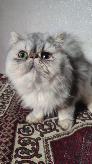 Femelle persan chinchilla 8 mois