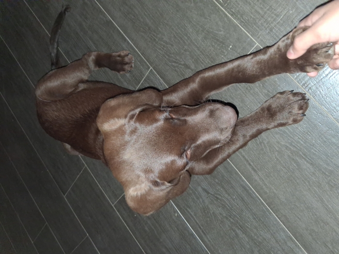Chocolat labrador 2 mois