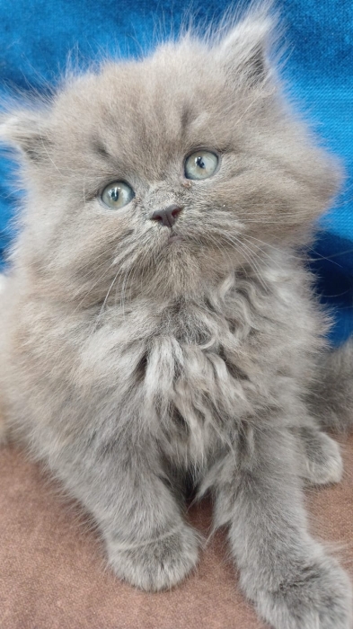 Chatons Persans Pure Race – Presque 2 Mois – Adorables & Câlins