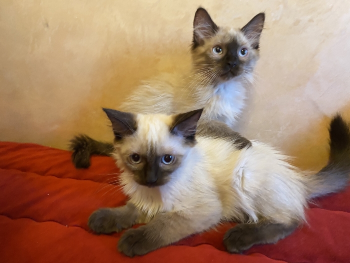 Chatons femelles balinais