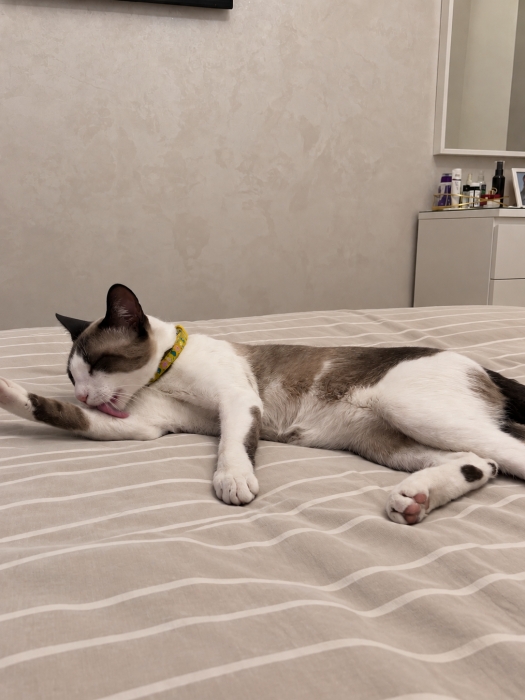Chat pour adopter
