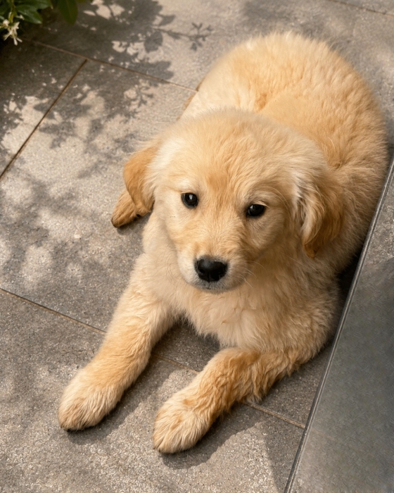 Golden retriever