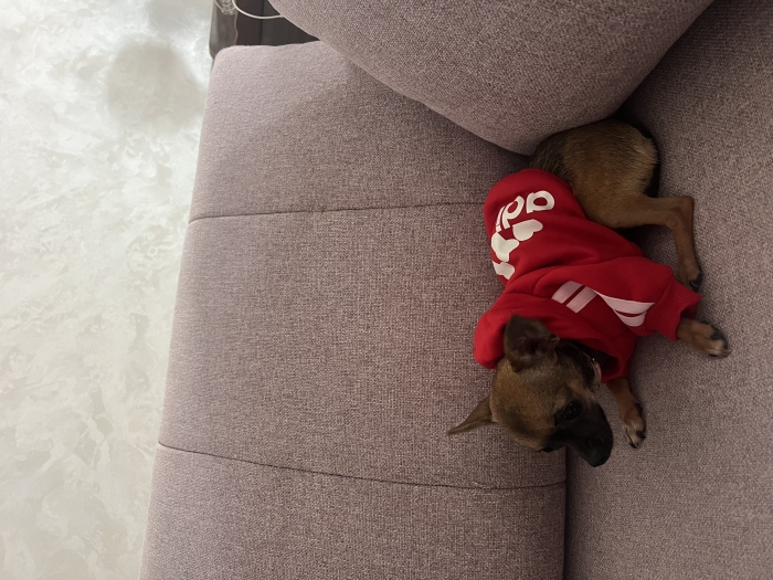 Chihuahua