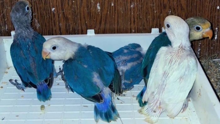 Vente Inseparables dressage