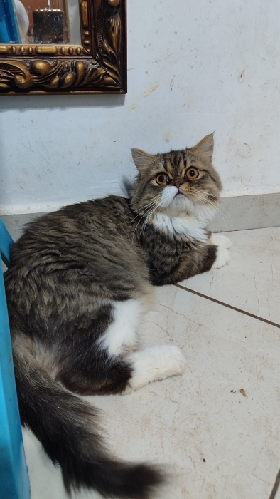 Mâle persan race pur