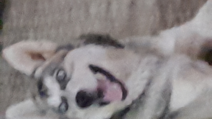 Husky de Sibérie
