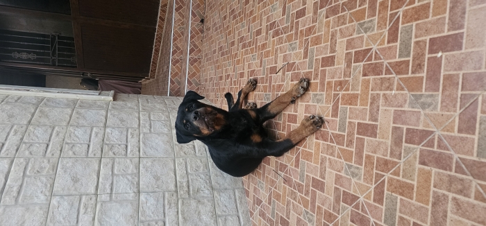 Rottweiller mâle