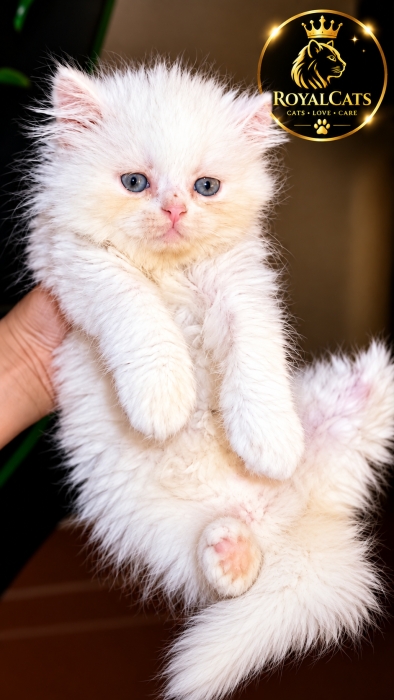 Adorable chaton Persan