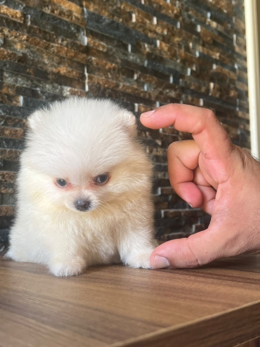Mâle et femelle spitz pomeranian