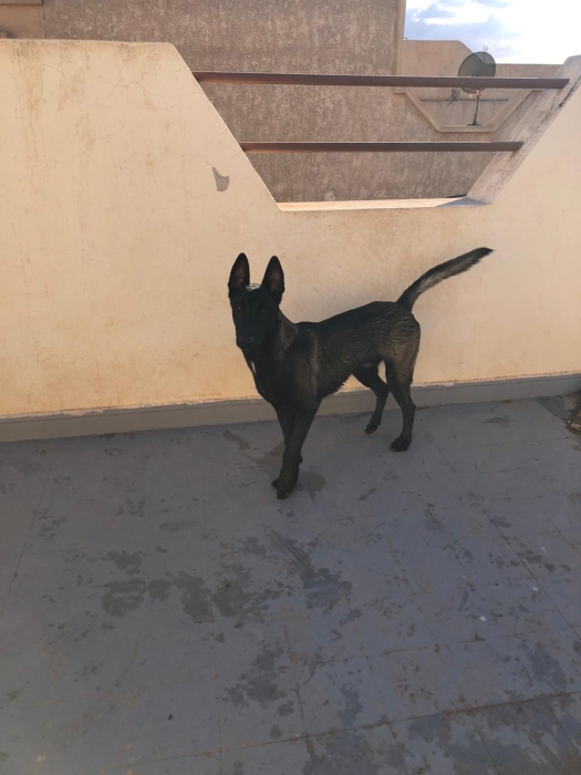 Malinois charbonne pure race age 1 ans
