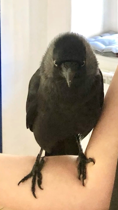 Corbeau chocas