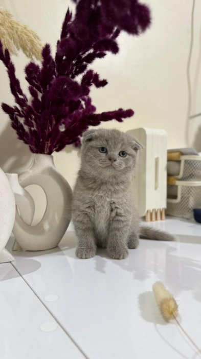 Scottish fold & british
