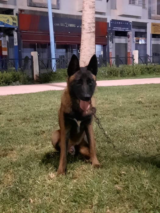 Male malinois charboni