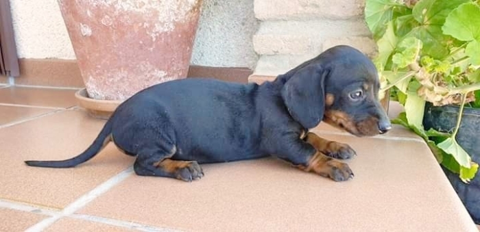 magnifiques chiots teckels pure race