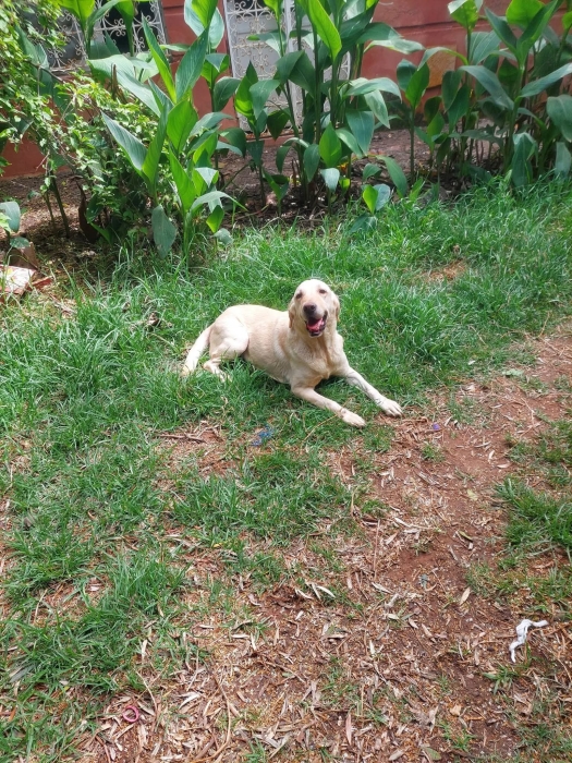 Femelle labrador retriever race pure