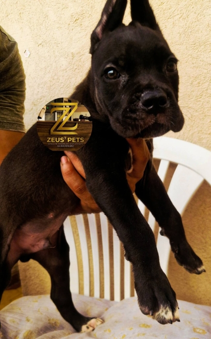 Cane corso
