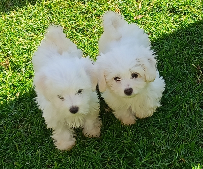 Bichons maltais de race pure