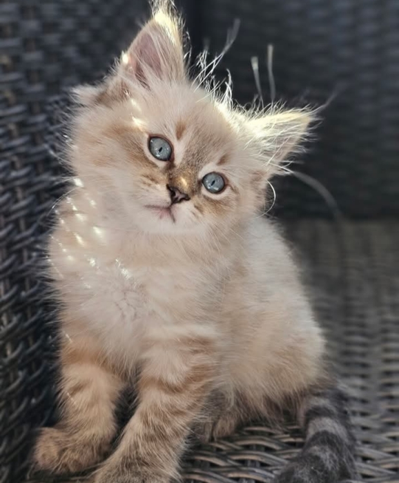 Sibérien chaton