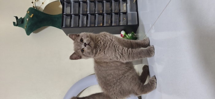 British & Scottish Fold