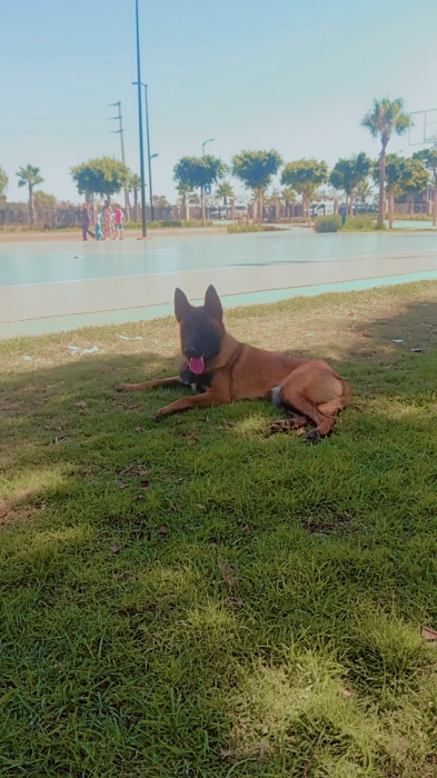 Male malinois charboni race pure