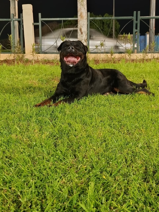 Super male rottweiler race pure grande gabarit